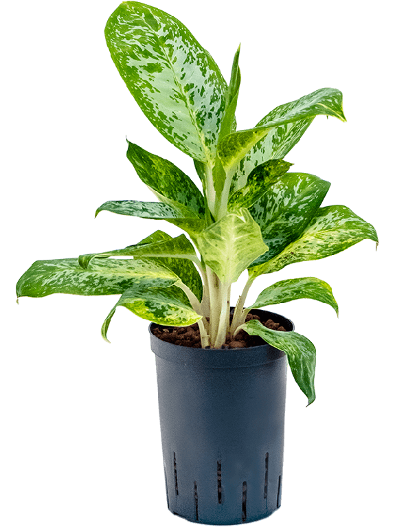 Syngonium Red Spot blad