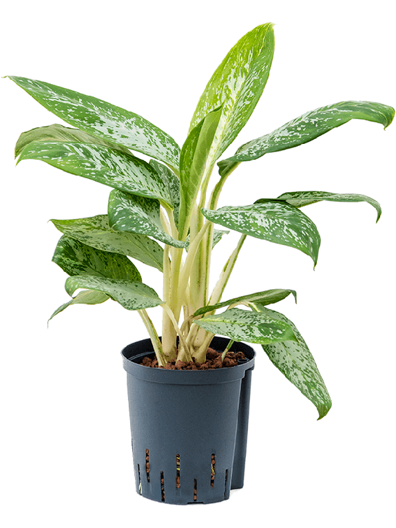 Epipremnum Pinnatum Global Green