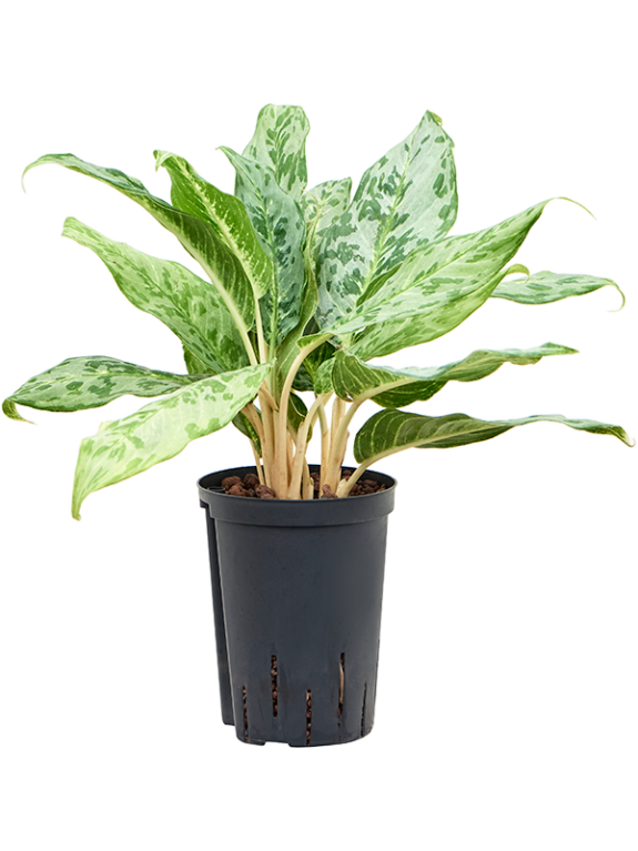 Syngonium Red Spot blad