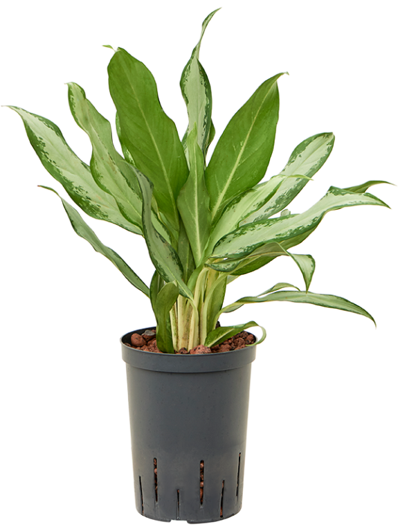Epipremnum Pinnatum Global Green blad