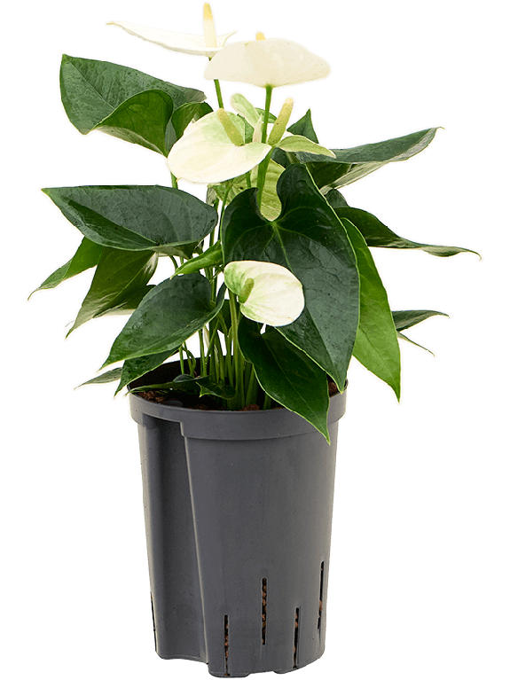 Syngonium Red Spot blad