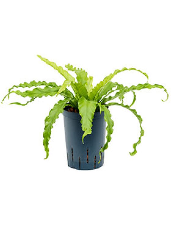 Syngonium Red Spot blad