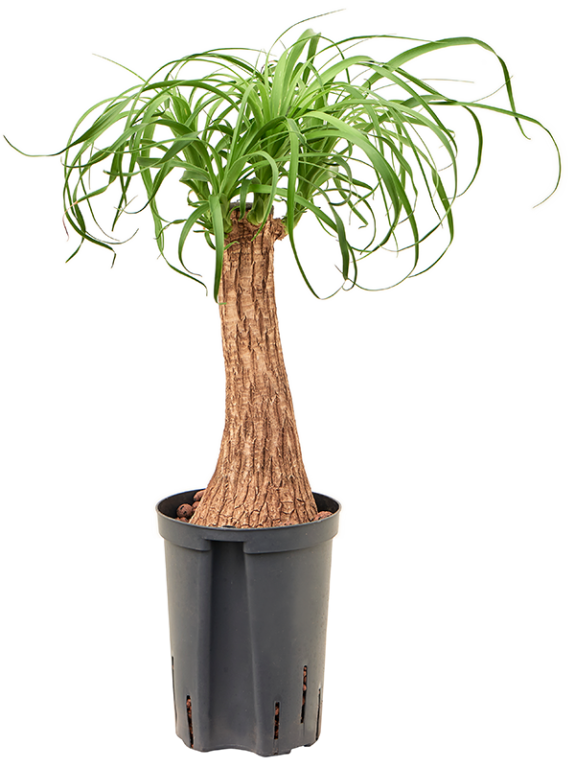Syngonium Red Spot blad