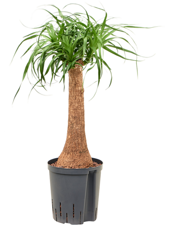 Scindapsus Treubii Dark plant