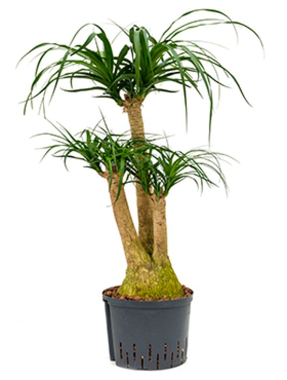 Scindapsus Treubii Dark