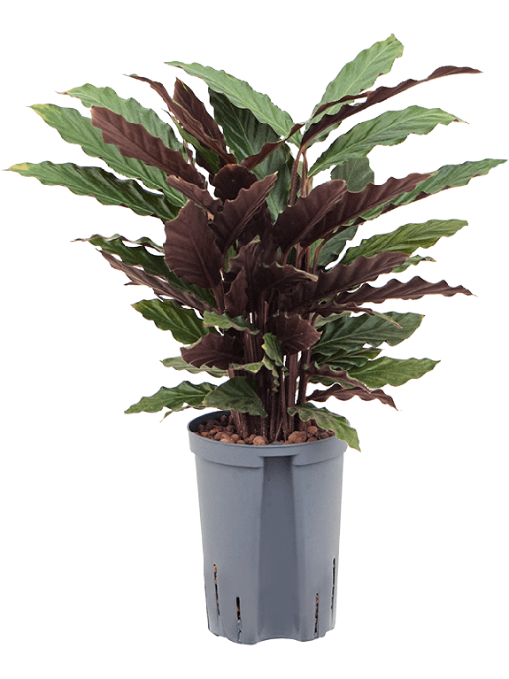 Epipremnum Pinnatum Global Green