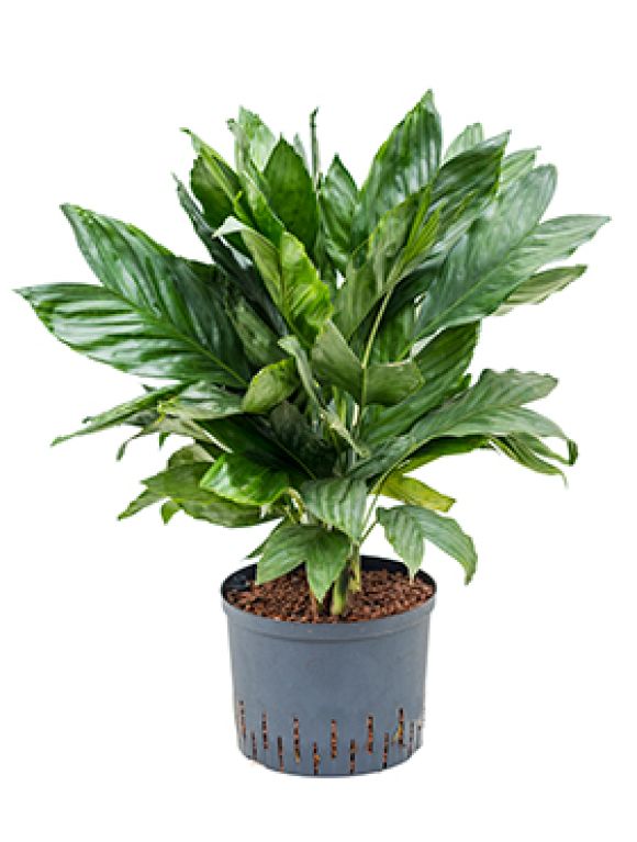Scindapsus Treubii Dark