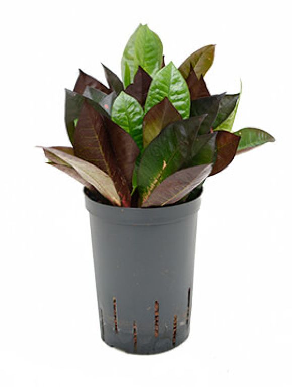 Syngonium Red Spot blad