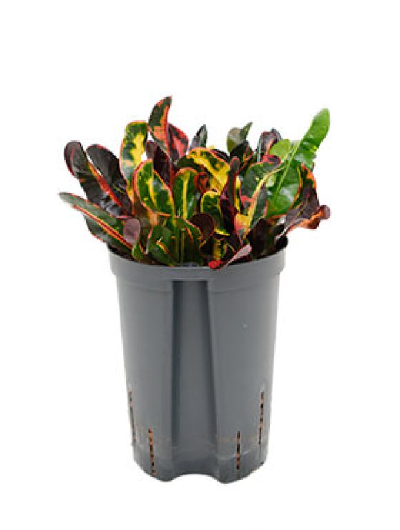 Syngonium Red Spot blad