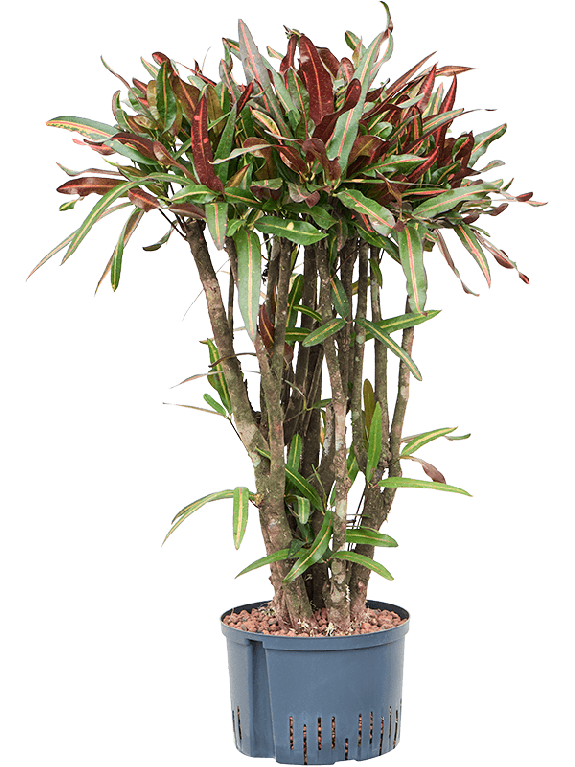 Epipremnum Pinnatum Global Green blad variegata