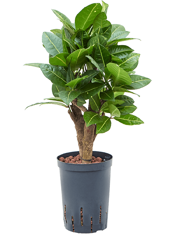 Syngonium Pink Splash