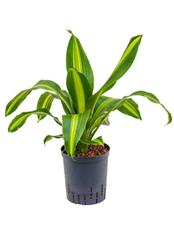 Epipremnum Pinnatum Global Green blad