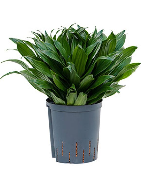 Epipremnum Pinnatum Global Green