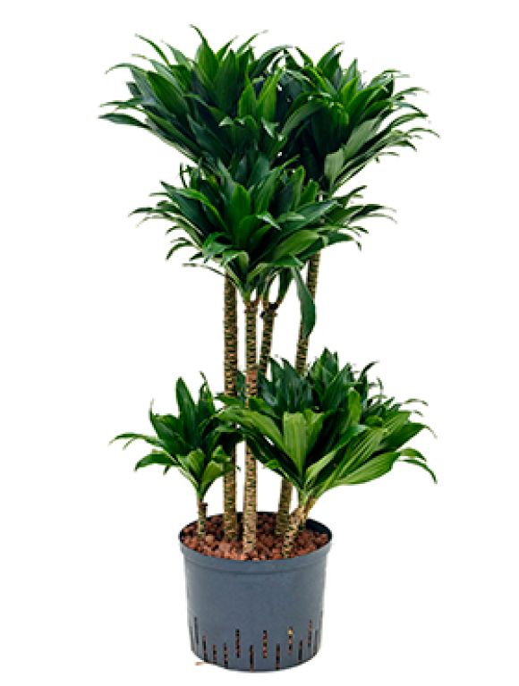 Epipremnum Pinnatum Global Green