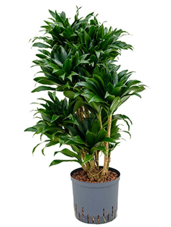 Epipremnum Pinnatum Global Green