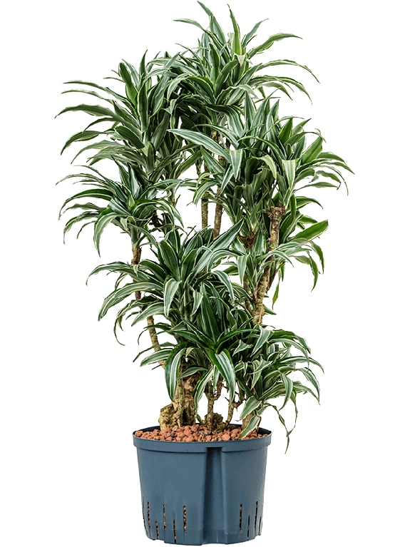 Monstera Siltepecana