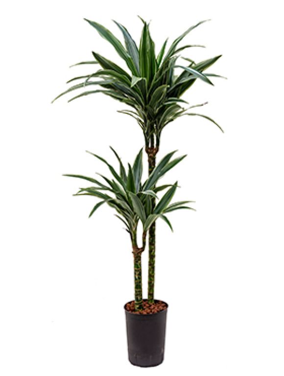 Scindapsus Treubii Dark plant