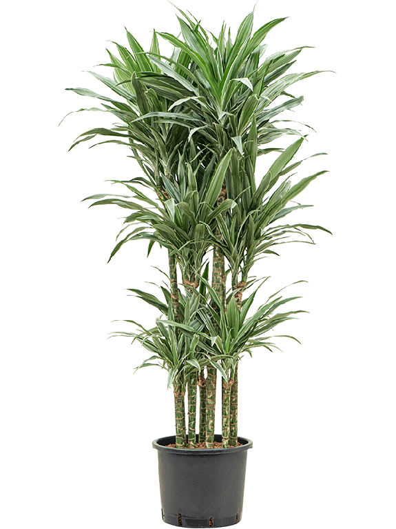 Epipremnum Pinnatum Global Green