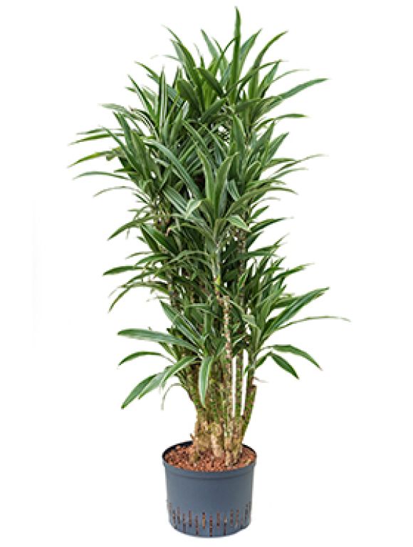 Scindapsus Treubii Dark plant