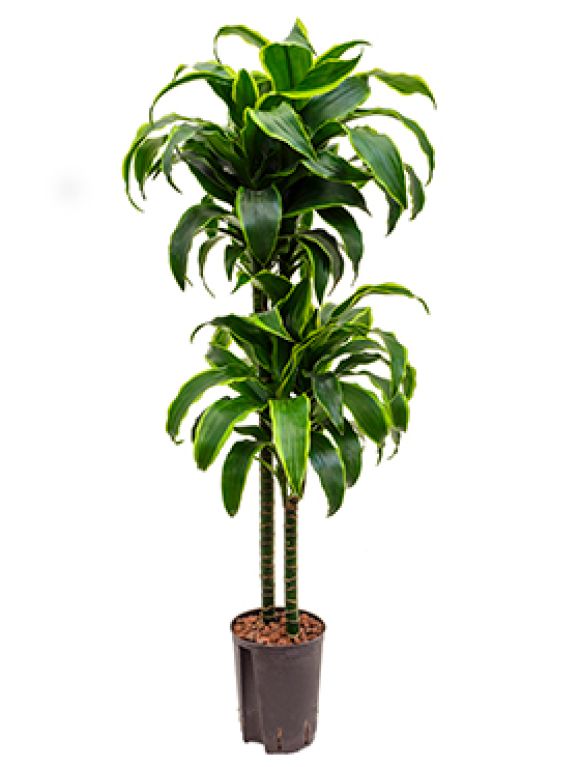 Epipremnum Pinnatum Global Green blad