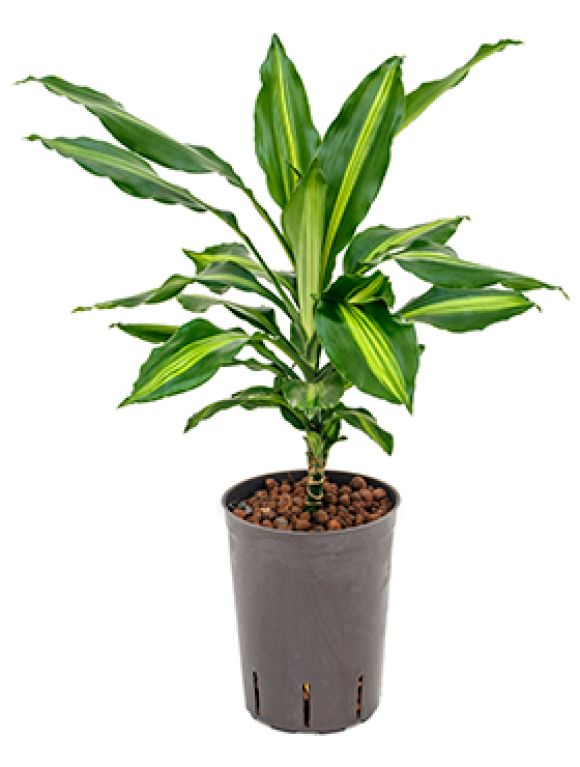Syngonium Red Spot blad