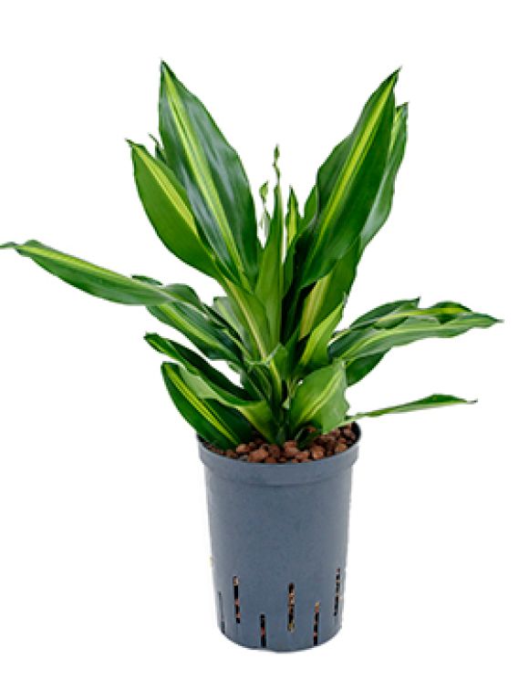 Epipremnum Pinnatum Global Green blad