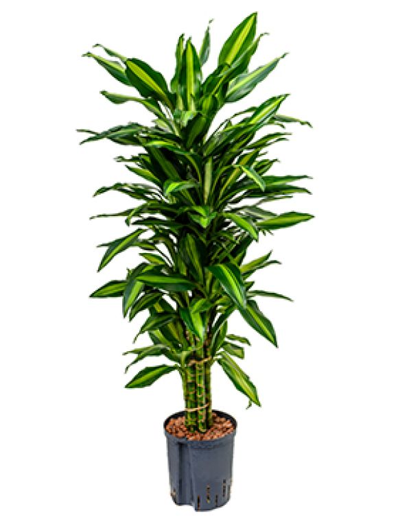 Scindapsus Treubii Dark plant