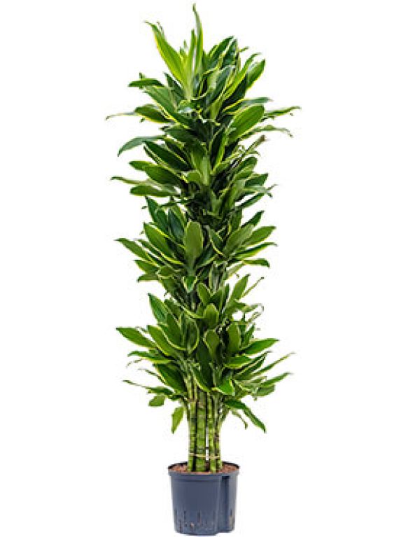 Scindapsus Treubii Dark plant