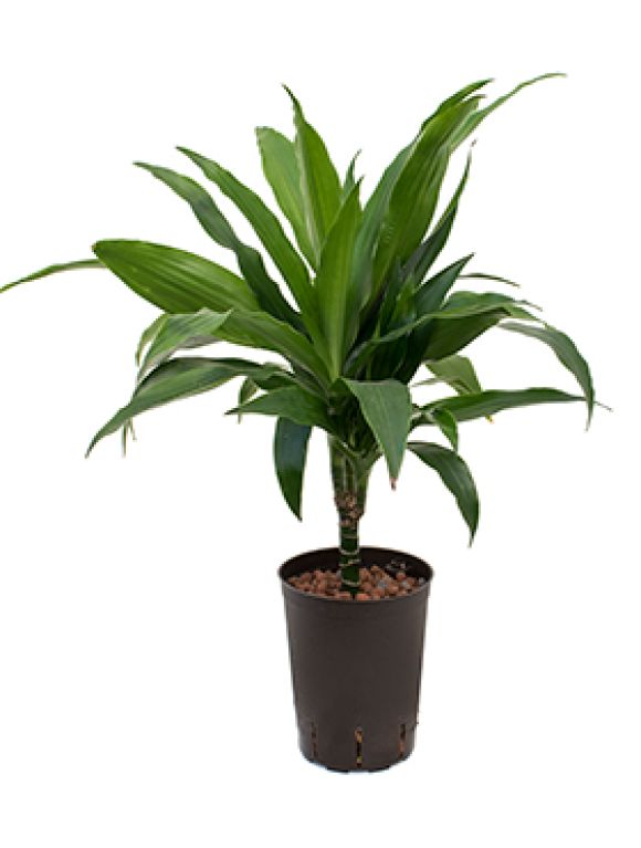 Scindapsus Treubii Dark plant