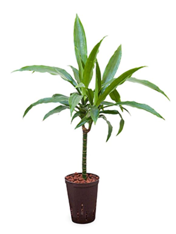 Scindapsus Treubii Dark plant