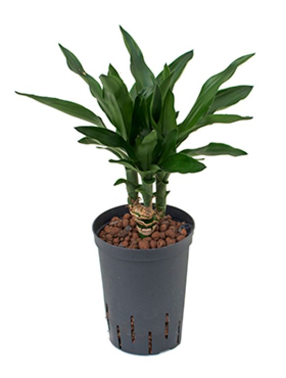 Monstera Siltepecana