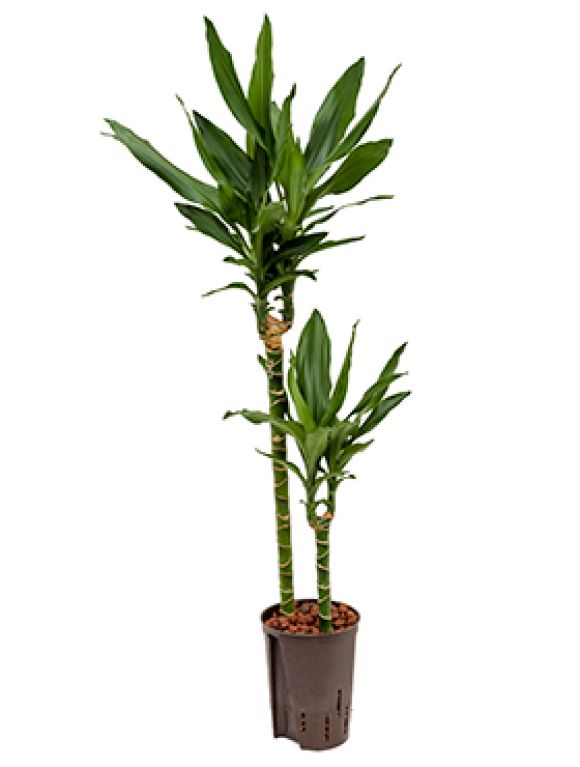 Scindapsus Treubii Dark plant