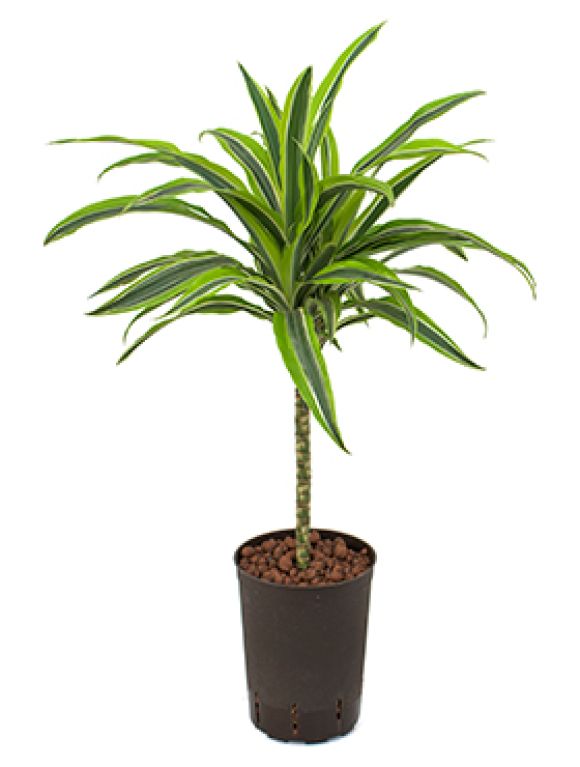 Syngonium Red Spot blad