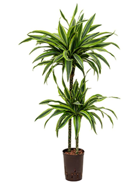 Monstera Siltepecana
