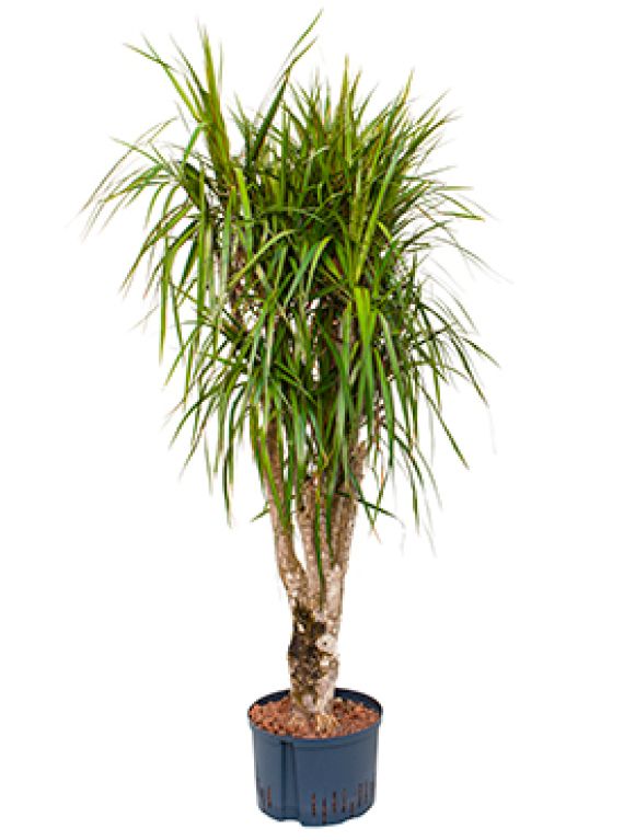 Epipremnum Pinnatum Global Green