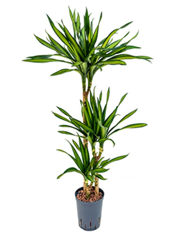Scindapsus Treubii Dark