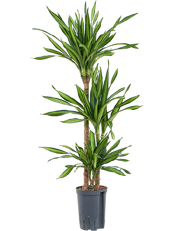 Monstera Siltepecana