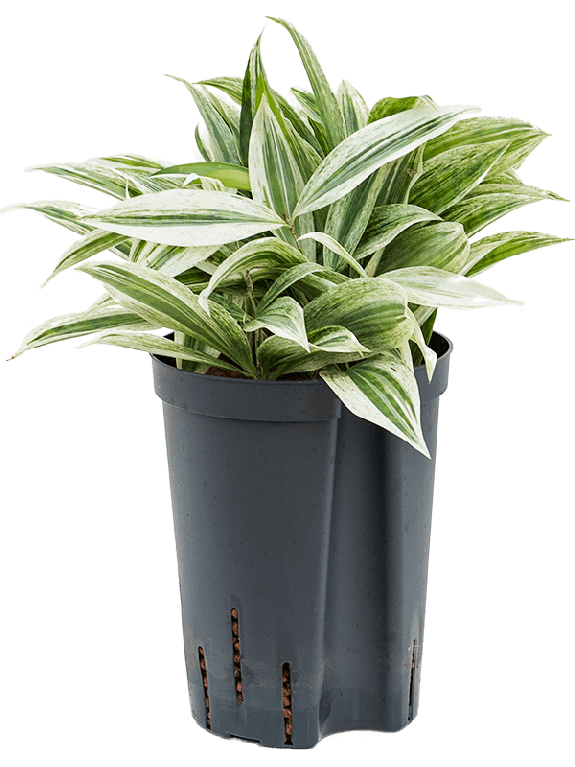 Monstera Siltepecana