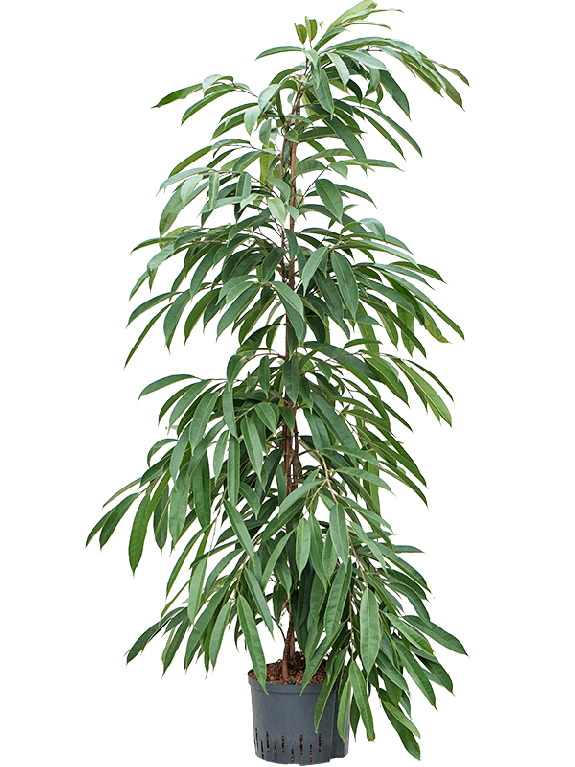 Epipremnum Pinnatum Global Green