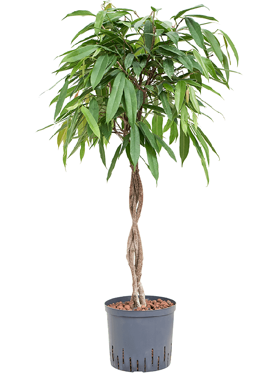 Monstera Siltepecana