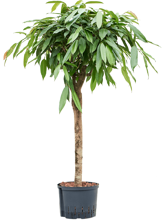 Syngonium Three Kings blad