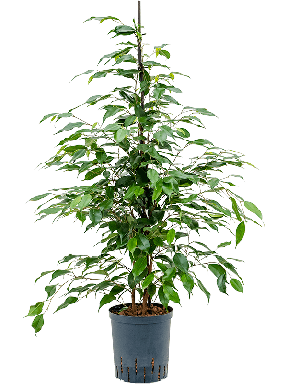 Epipremnum Pinnatum Global Green