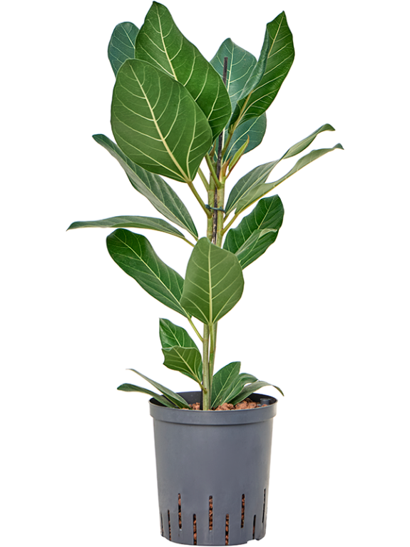 Epipremnum Pinnatum Global Green