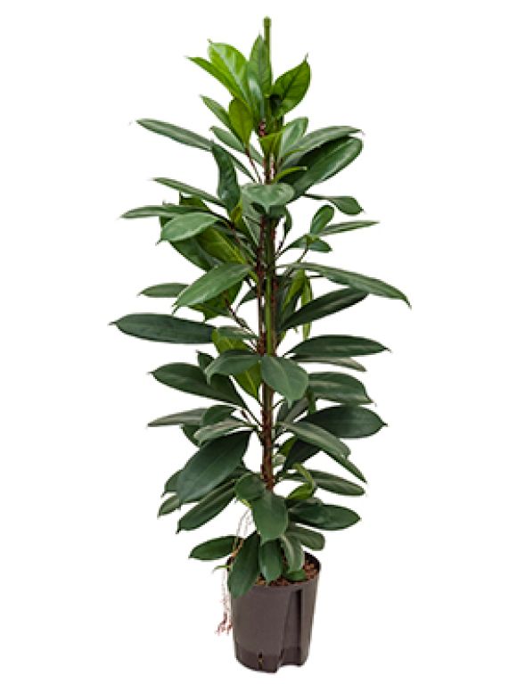 Scindapsus Treubii Dark plant