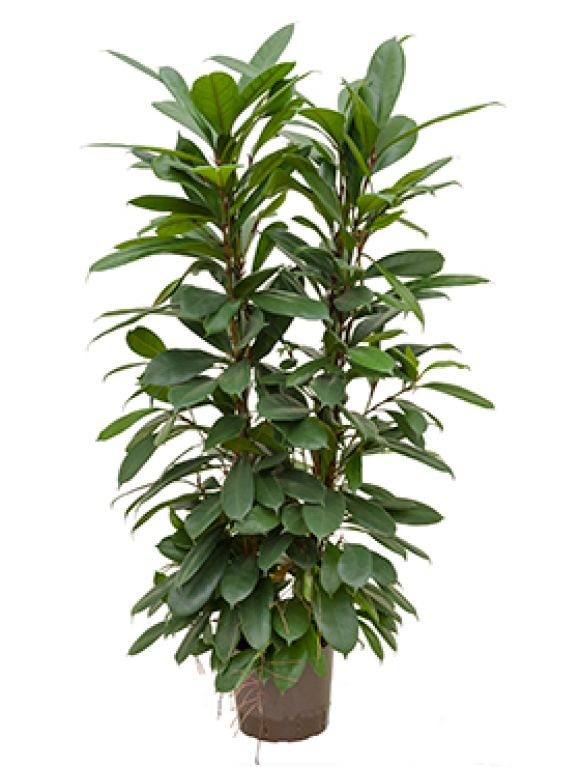 Scindapsus Treubii Dark plant