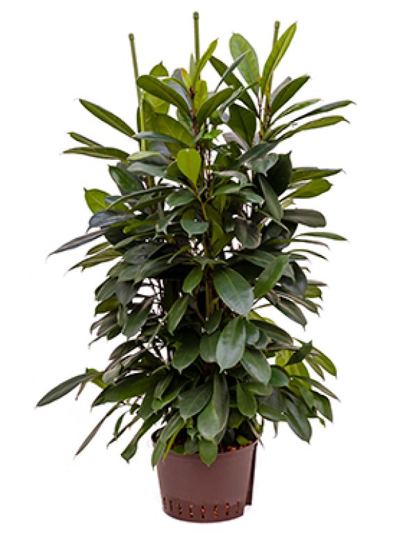 Syngonium Red Spot blad