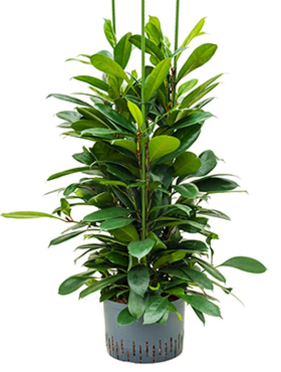 Scindapsus Treubii Dark plant