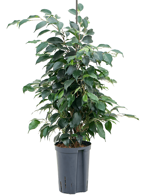 Syngonium Red Spot blad