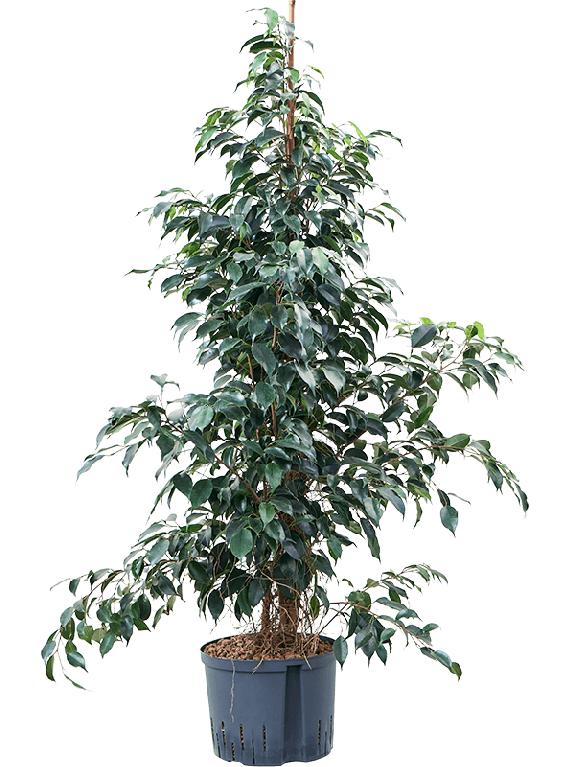 Scindapsus Treubii Dark plant