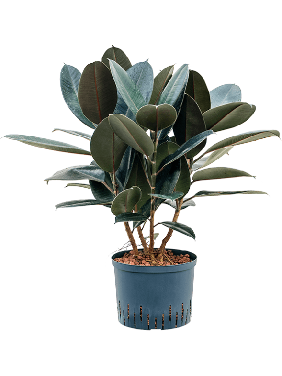 Epipremnum Pinnatum Global Green